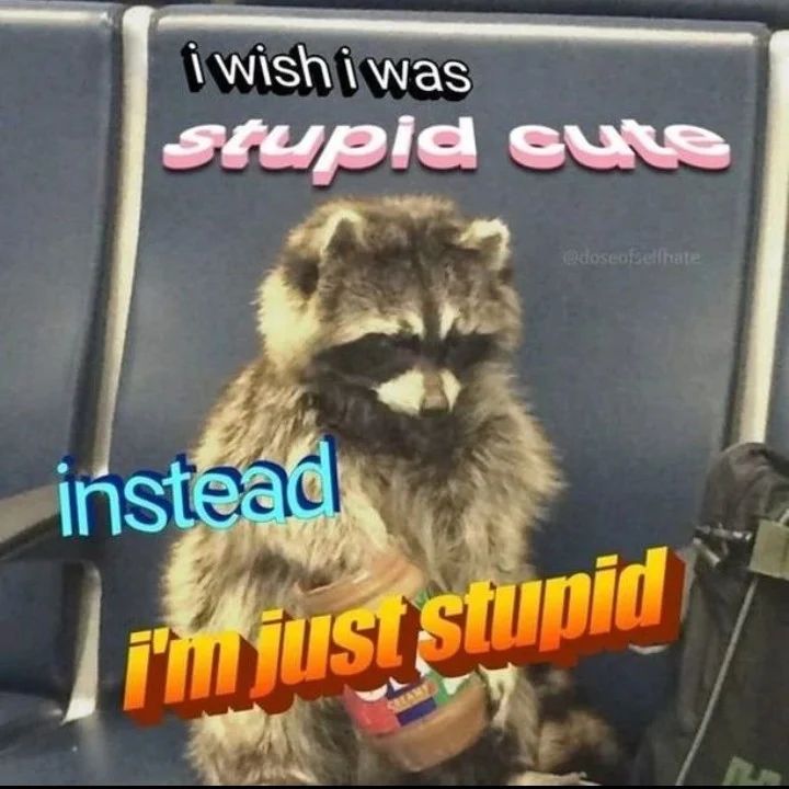 stupid cute racoon